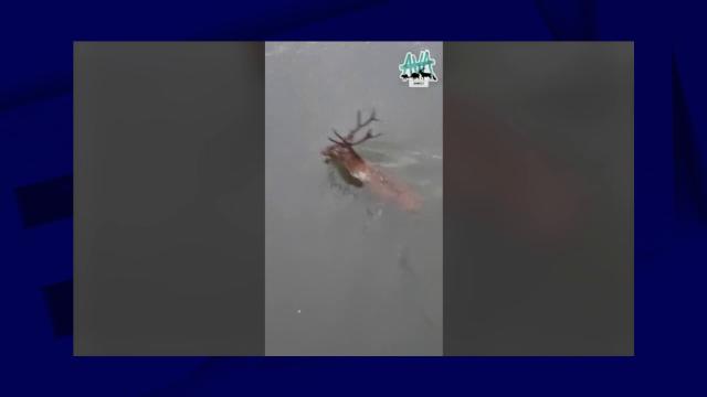 Chasse : un cerf traqué et abattu en pleine ville : r/france