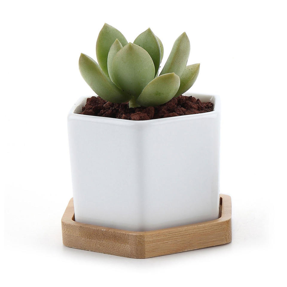 Succulent Plant Pot With Bamboo Tray, Set of 2