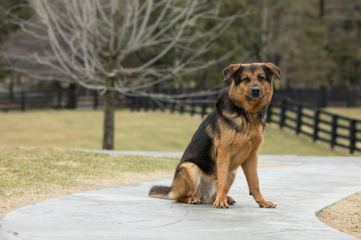 Senior dog waiting for home 7 years. Dog Tales Rescue and Sanctuary