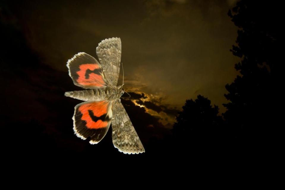 A red underwing