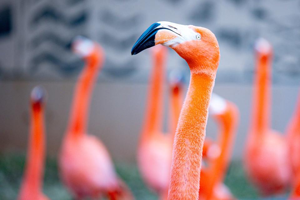 Flamingos are pictured at the Oklahoma City Zoo, on Tuesday, Feb. 27, 2024.