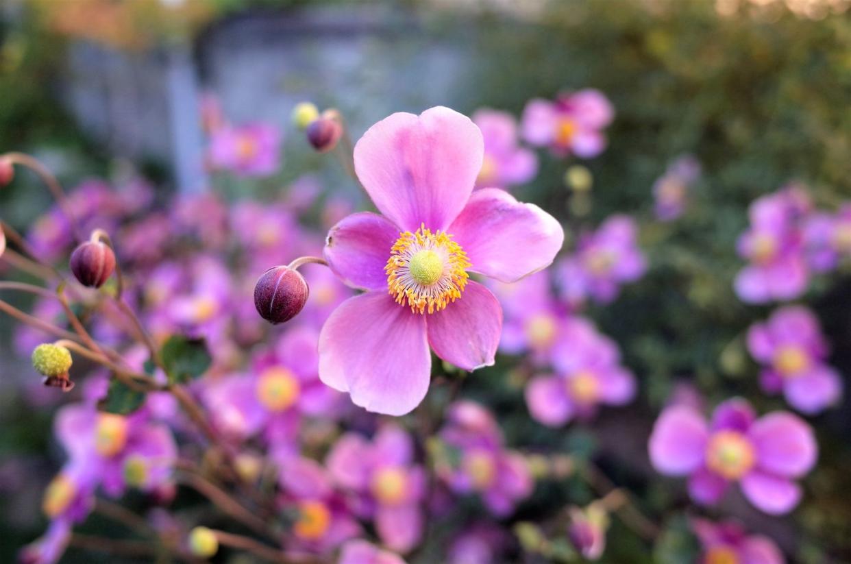 purple cute flowers japanese anemone hupehensis var japonica