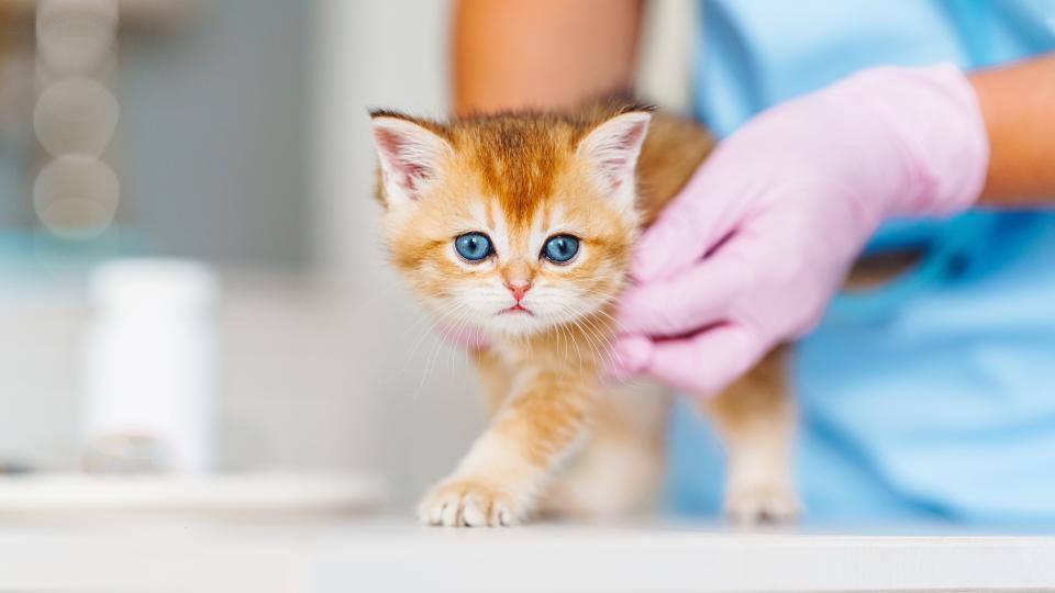 Kitten at vet