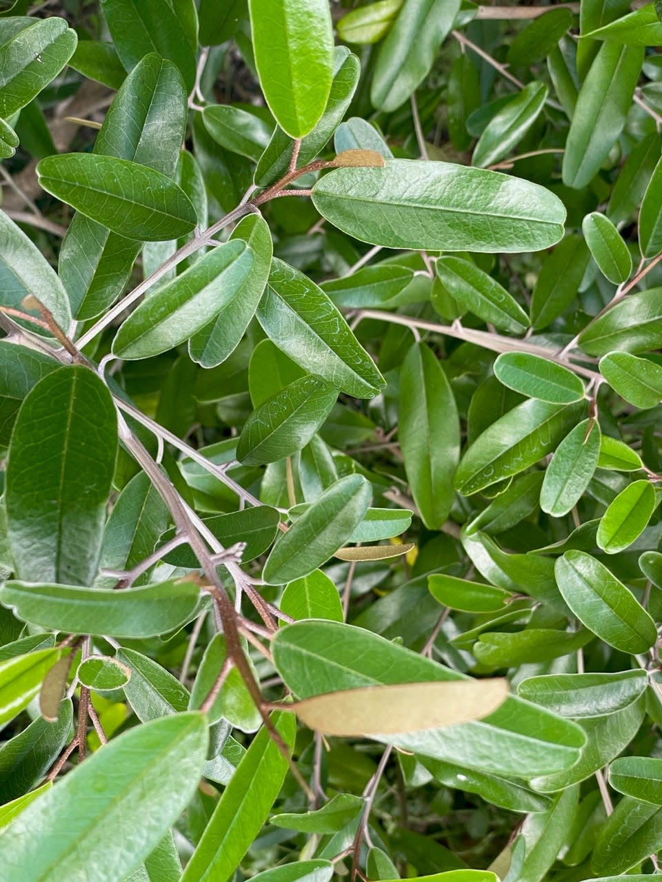 The Jamaica caper (Capparis cynophallophora) is tough and durable.