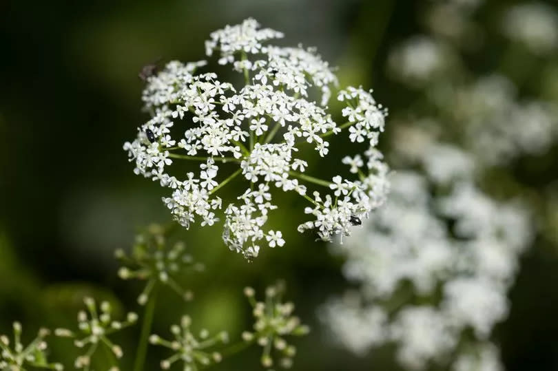 Hemlock grows in a field beside a road