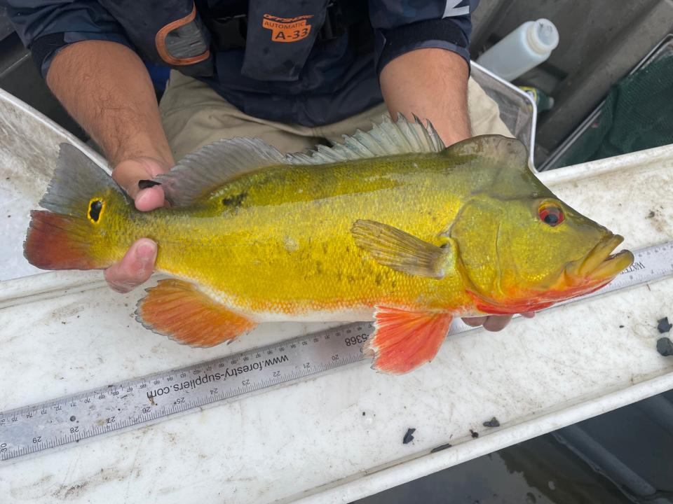 peacock bass fishing