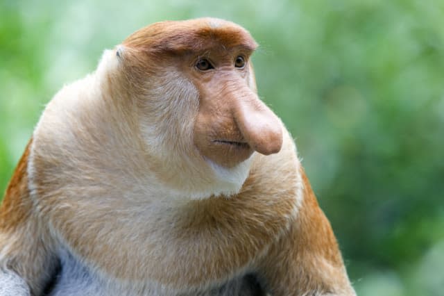 World's ugliest animals Proboscis monkey