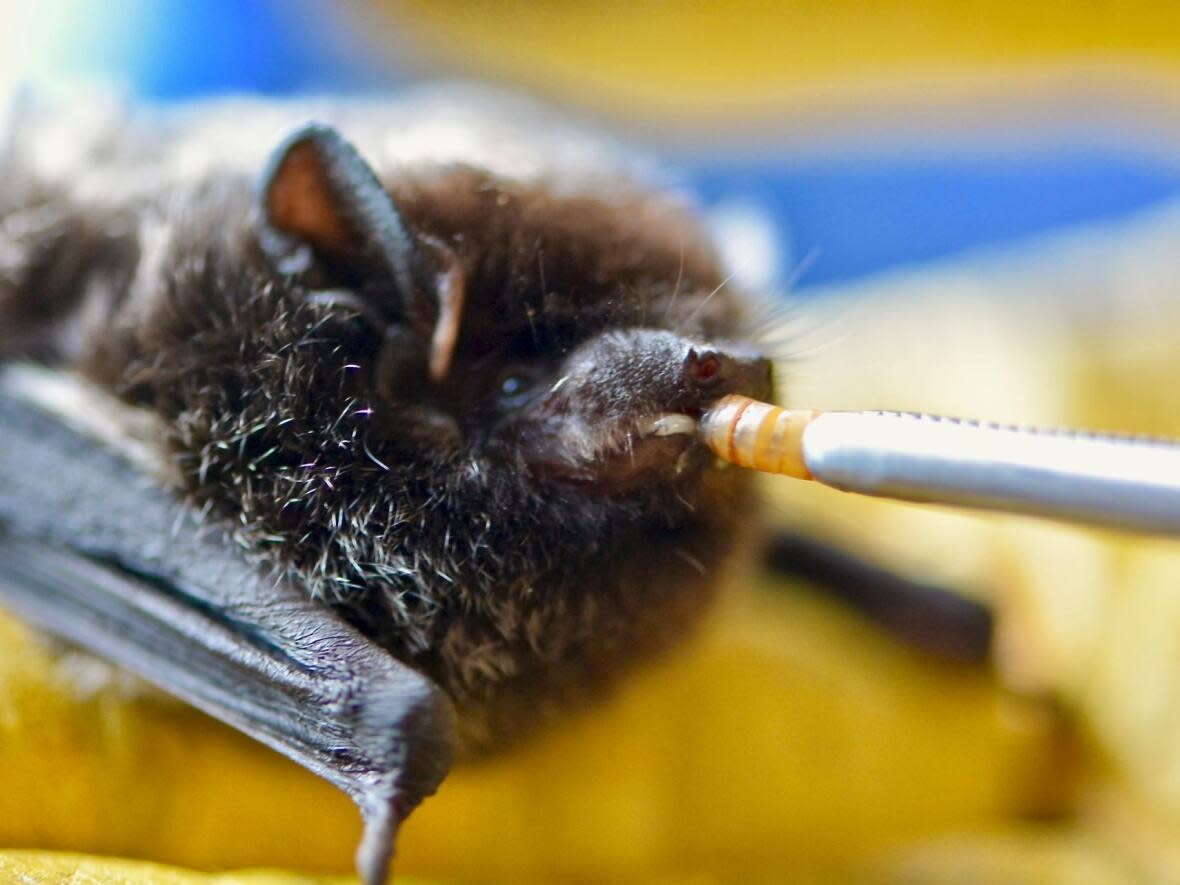 This little brown bat is nicknamed bookstore bat. He was saved by the Alberta Institute for Wildlife Conservation after spending days at The Next Page. Little brown bats are now considered endangered, the province says.   (Alberta Institute for Wildlife Conservation                                             - image credit)