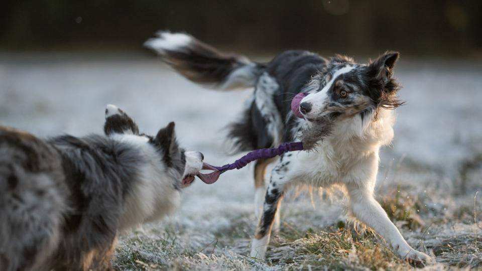 Two border collies playing
