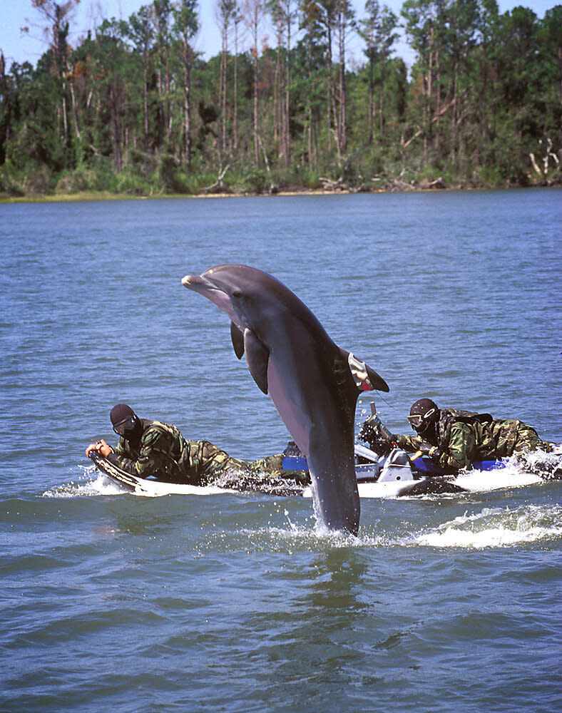 Early on Naval Special Warfare and the SEALs worked with marine mammals such as the dolphin seen here.  Later the dolphins became part if a program now known as the Navy Marine Mammal Program within the Biosciences Division of the Space and Naval Warfare Systems Center Pacific located in San Diego, CA. Photo: Greg E. Mathieson Sr. / NSW Publications, LLC