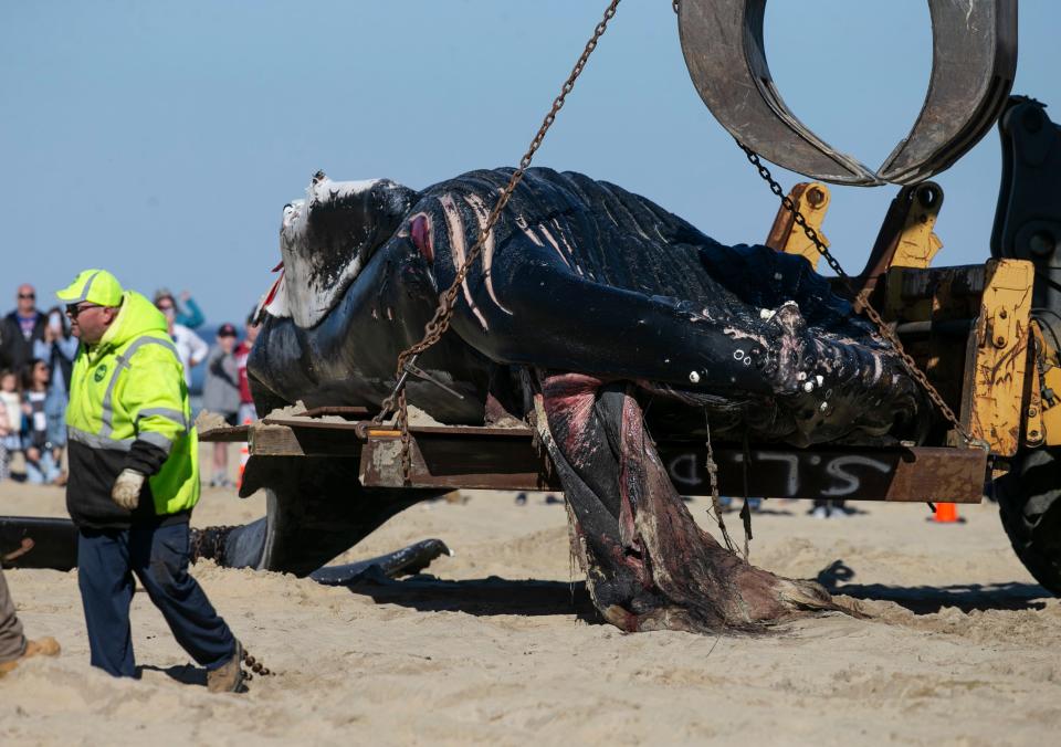 First responders and a Monmouth County work crew load a dead whale onto the back of a flat bed truck to be hauled away from Whiting Avenue Beach. The beached whale was the eighth to have died on or near the New Jersey’s coast since early December.