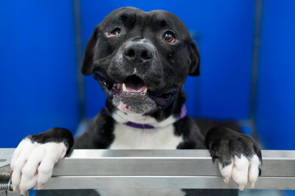 Hogan is up for adoption at the Bergen County Animal Shelter. The shelter, located in Teterboro, will hold a 'Clear the Shelter' event Saturday August 26 from 12-4pm and Sunday August 27 from 1-4pm to encourage people to add a furry friend to their family. Tuesday, August 22, 2023