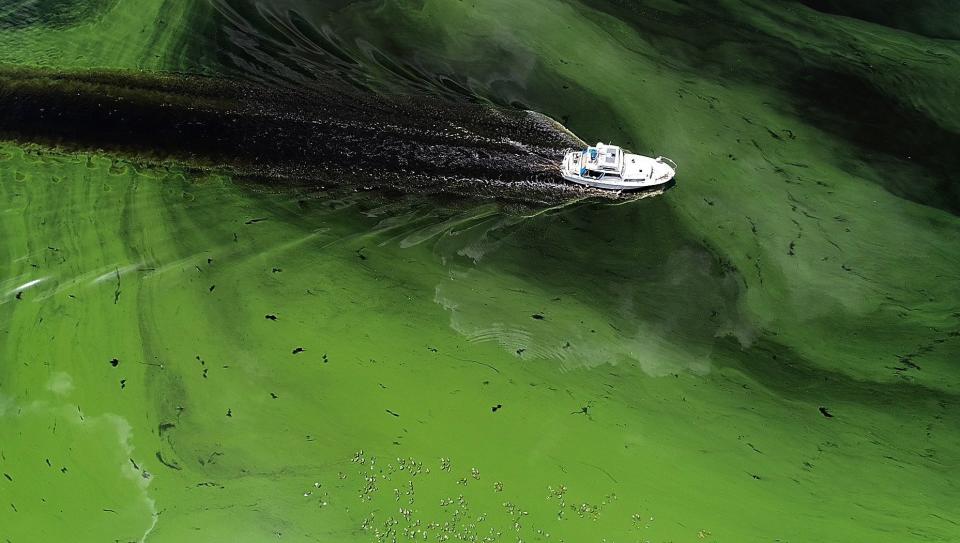 A boat sails through a deepening algae bloom across the Caloosahatchee River in Labelle, Florida, on June 27. (Photo: Miami Herald via Getty Images)