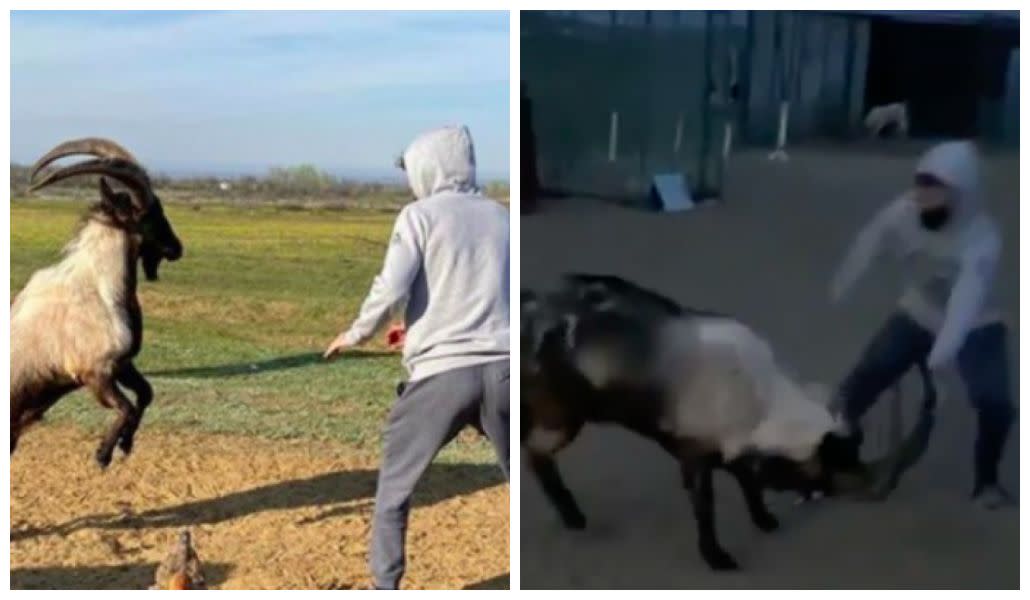 Dos momentos de la pelea en la que Zabit Magomedsharipov obliga a pelear la cabra (Instagram/@zabit_magomedsharipov)