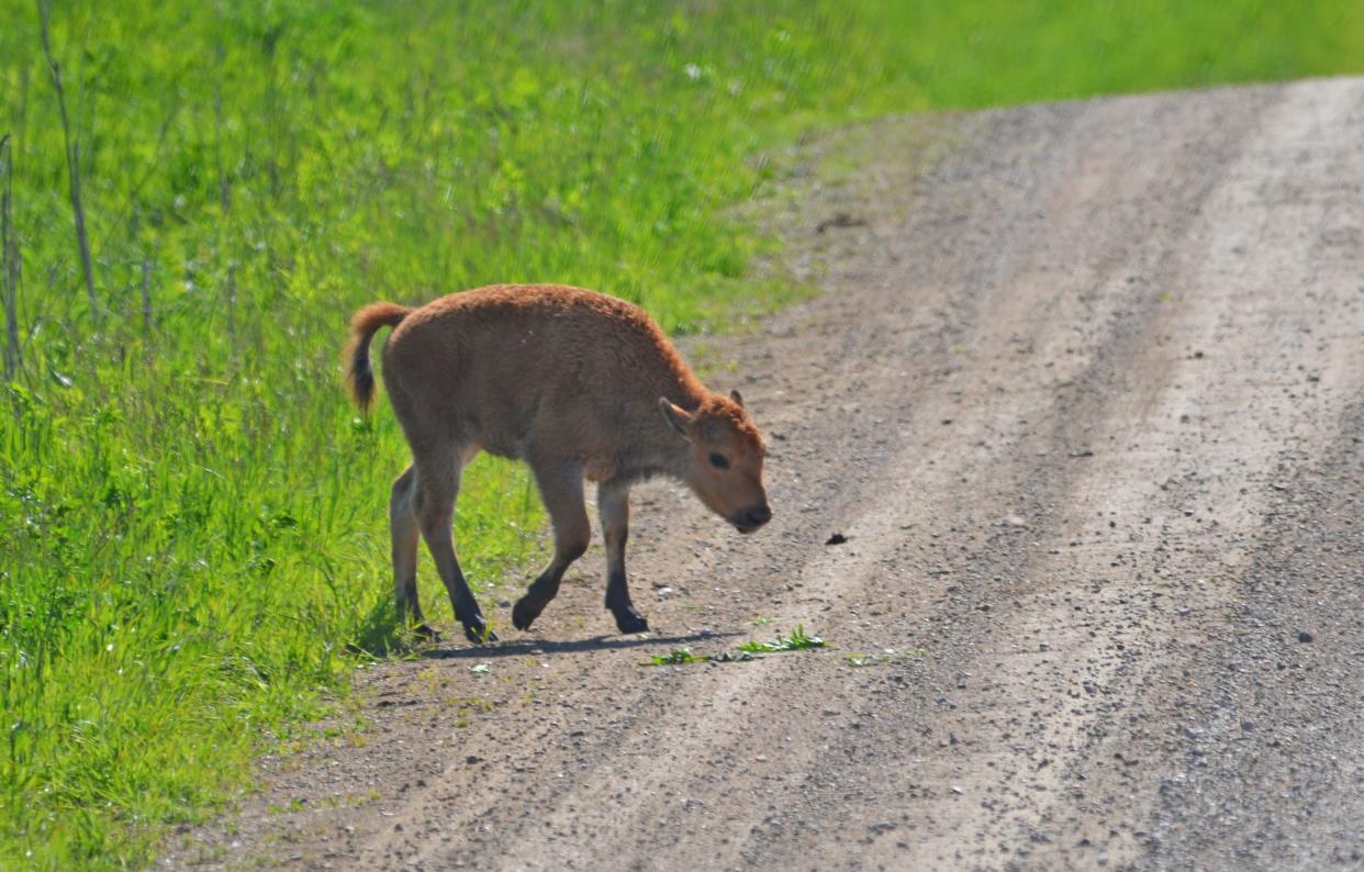 A bison calf crosses a road at the Neal Smith Wildlife Refuge.