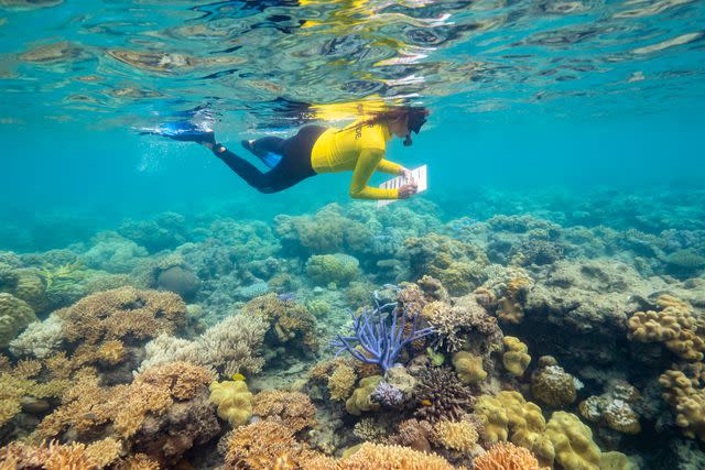 <p>COURTESY OF CORAL EXPEDITIONS;</p> Counting coral on the Great Barrier Reef on a trip withâ€who else?â€Coral Expeditions.