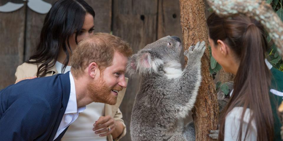<p>Meghan and Harry meet a koala.</p>