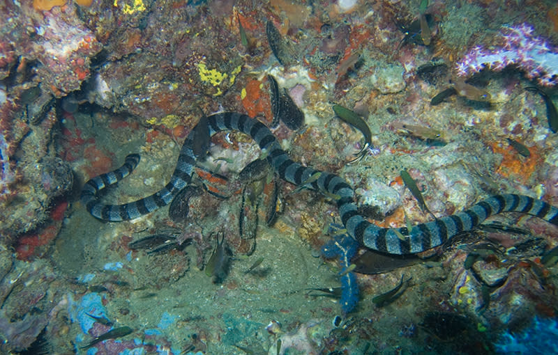 Diese im Meer lebende Gattung zählt zu den Giftnattern, deren hochgiftiger Biss auch für Menschen nicht selten tödlich verläuft. Glücklicherweise sind Seeschlangen häufig eher beißfaul und gelten als nicht sehr aggressiv. (Bild-Copyright: Flickr/Jon Hanson)