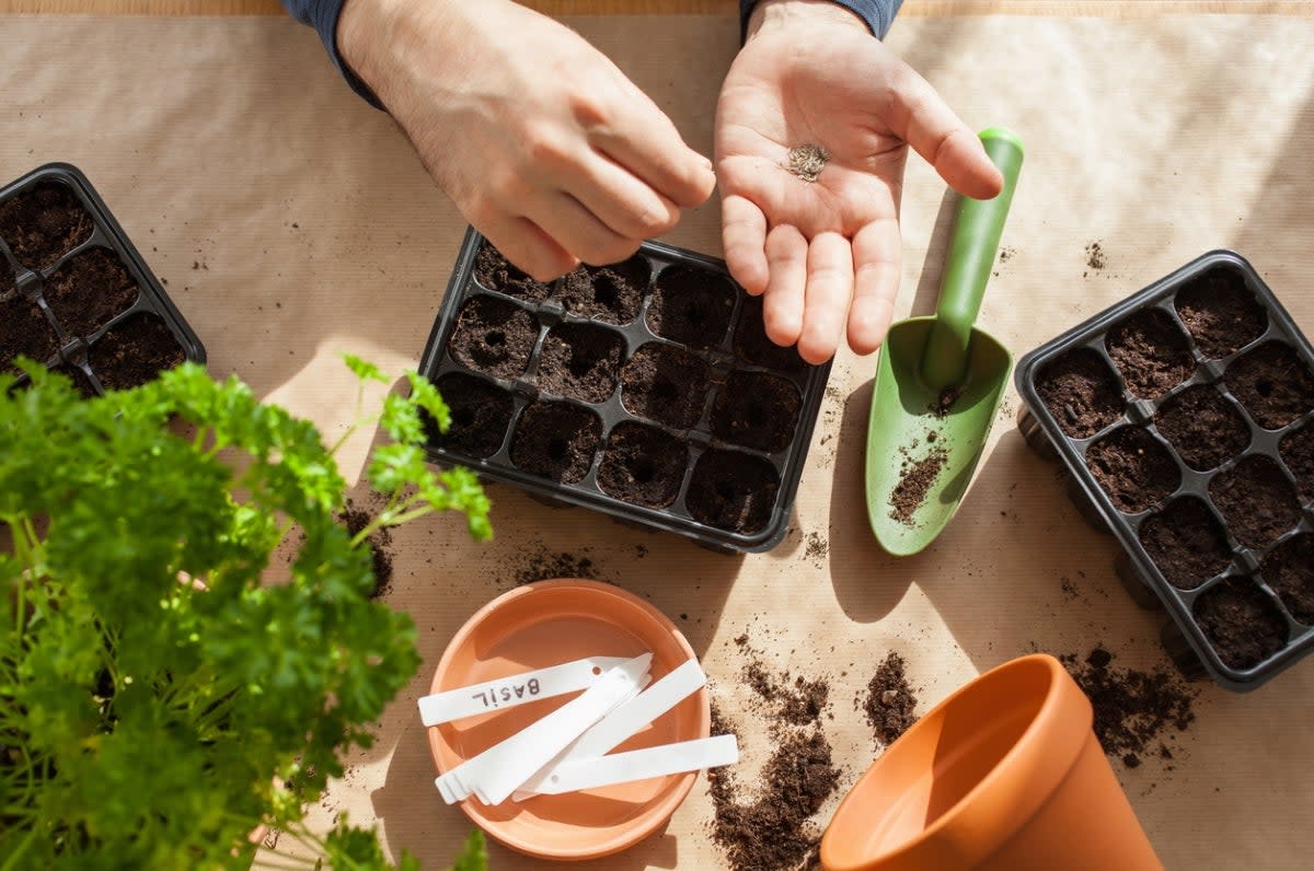 Person planting seeds indoors.