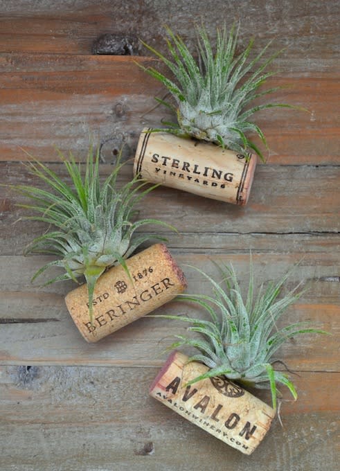 Brett of Green Thumb White Apron’s DIY magnetic wine cork air plant holders