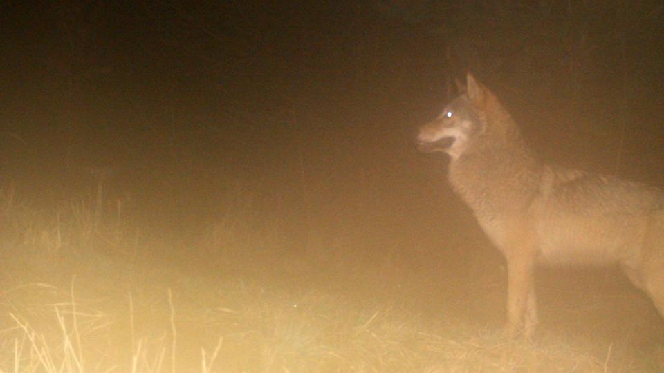 Das Land Niedersachsen will das Füttern und Fotografieren von wildlebenden Wölfen verbieten. Foto: Umweltministerium Hessen/Illustration