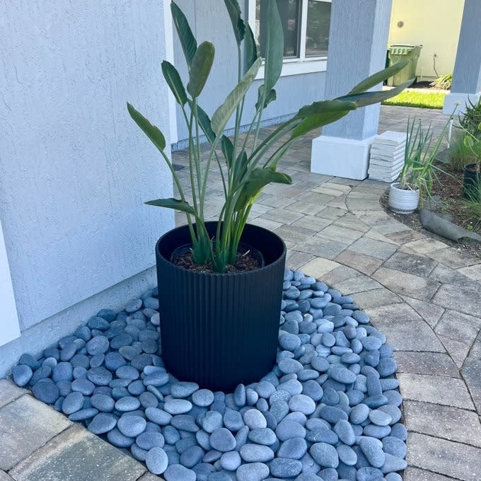 Large potted plant on a bed of smooth stones, suitable for outdoor home decor