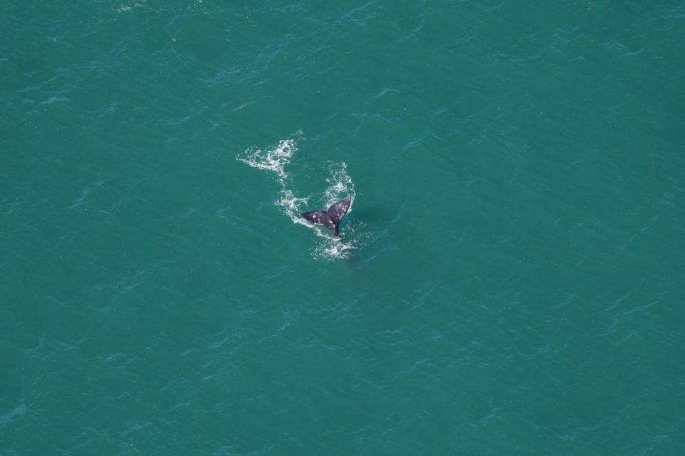 Los científicos tomaron fotos desde el avión y luego comprobaron que se trataba, en efecto, de una ballena gris del Atlántico.. Acuario de New England