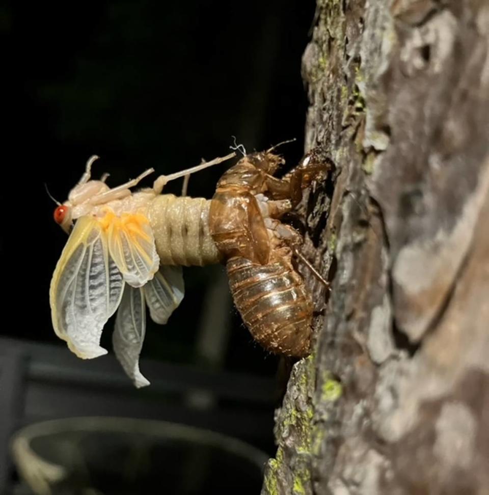 A cicada sheds its skin.