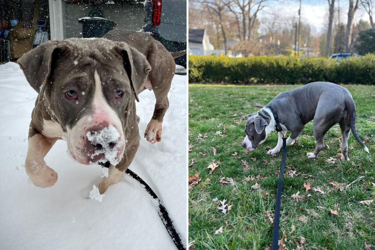 left Peanut Butter a grey pitbull with a white nose, in the snow, with snow on her nose, and a black leash, after she was rescued from the side of the BQE; right, peanut butter explores the grass while out on a walk.