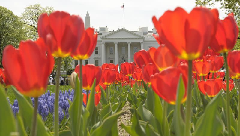 In this file photo, blooming tulips in Lafayette Park frame the White House in Washington, D.C., on  April 7, 2010.