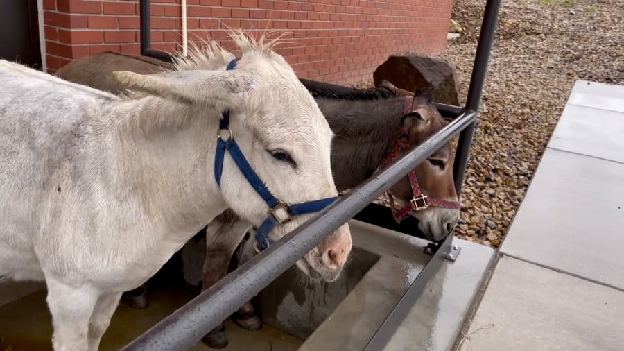 cripple creek donkeys