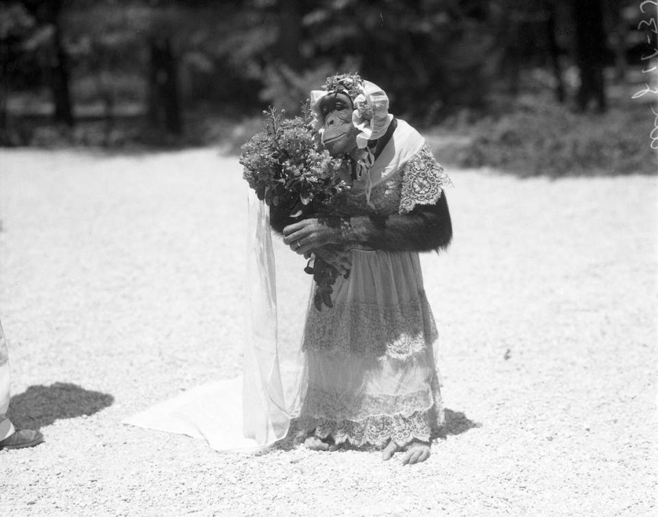 Aug. 9, 1939: Forest Park Zoo chimpanzee Patsy in a wedding dress.