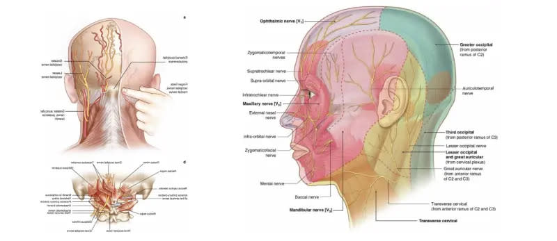 ▲左圖為枕神經解剖構造，右圖綠色及黃色部位為枕神經疼痛可能分佈的區域。（圖／官方提供）