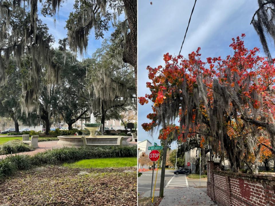 spanish moss savannah