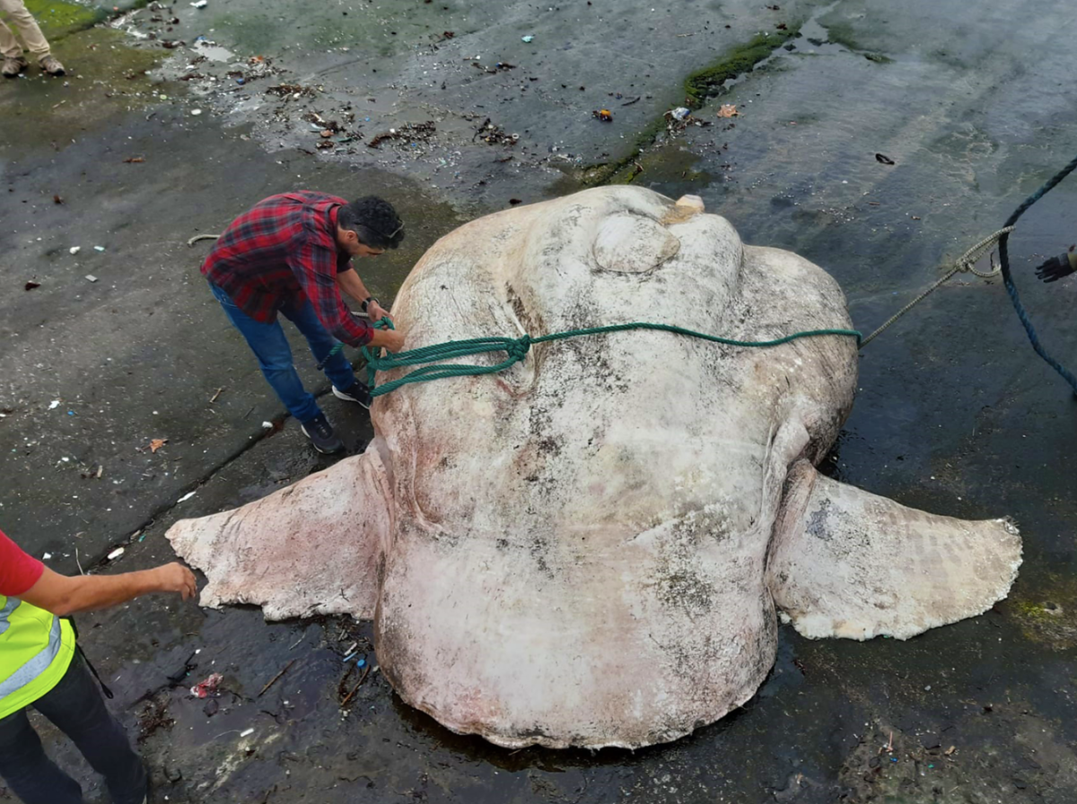 A giant sunfish weighing more than 6,000 lbs is the biggest bony fish ever,  researchers say