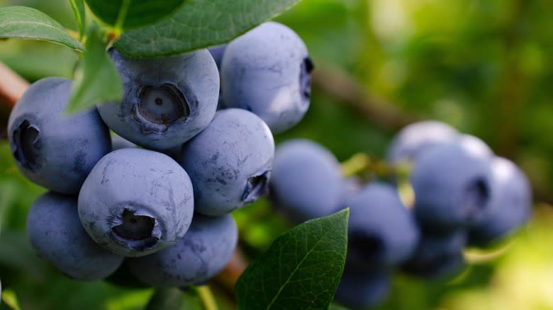 blueberries on branch