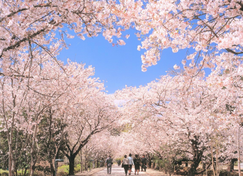 日本3月下旬開始迎來今年櫻花季，圖為鏡野公園。（日本高知縣提供）