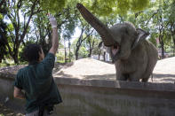 En esta imagen, tomada el 13 de enero de 2020, el cuidador Santiago Gentili da de comer a Mara, una ejemplar de elefante asiático, en el antiguo zoo conocido como Ecopark, en Buenos Aires, Argentina. Mara dejará el recinto y será trasladada a un santuario de elefantes en Brasil, pero antes de su viaje al país vecino, que se espera para el mes de marzo, la elefanta, de 55 años, se está entrenando para prepararse para su confinamiento durante el viaje de 2.500 kilómetros por carretera, que durará entre dos y tres días. (AP Foto/Daniel Jayo)