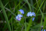 <p>These delicate flowers are delicious in salads and they can also be baked into cookies.<br></p><p><strong>Cooking tip:</strong> They are also great as a garnish to savoury or sweet dishes.</p>