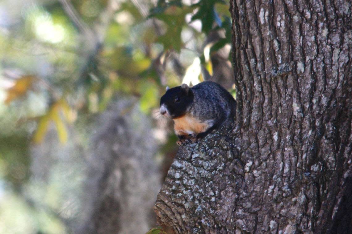 A fox squirrel at Nemours Plantation. Staff photo