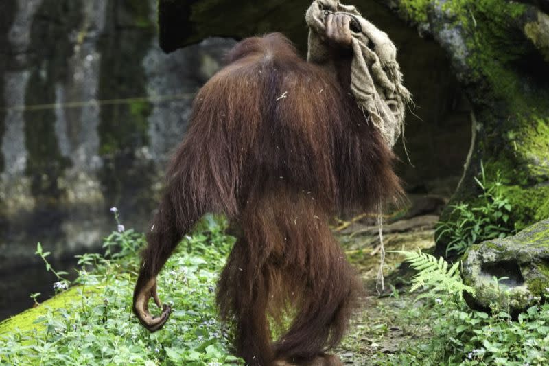 ▲低溫來襲保育員心好累，動物園保暖攻略曝，猩猩愛披麻布袋。（圖／臺北市立動物園授權提供,詹德川攝）