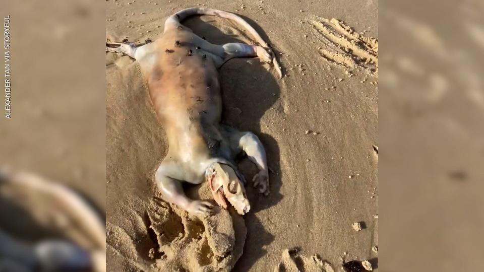 Man finds creature washed up on a shore in Australia.