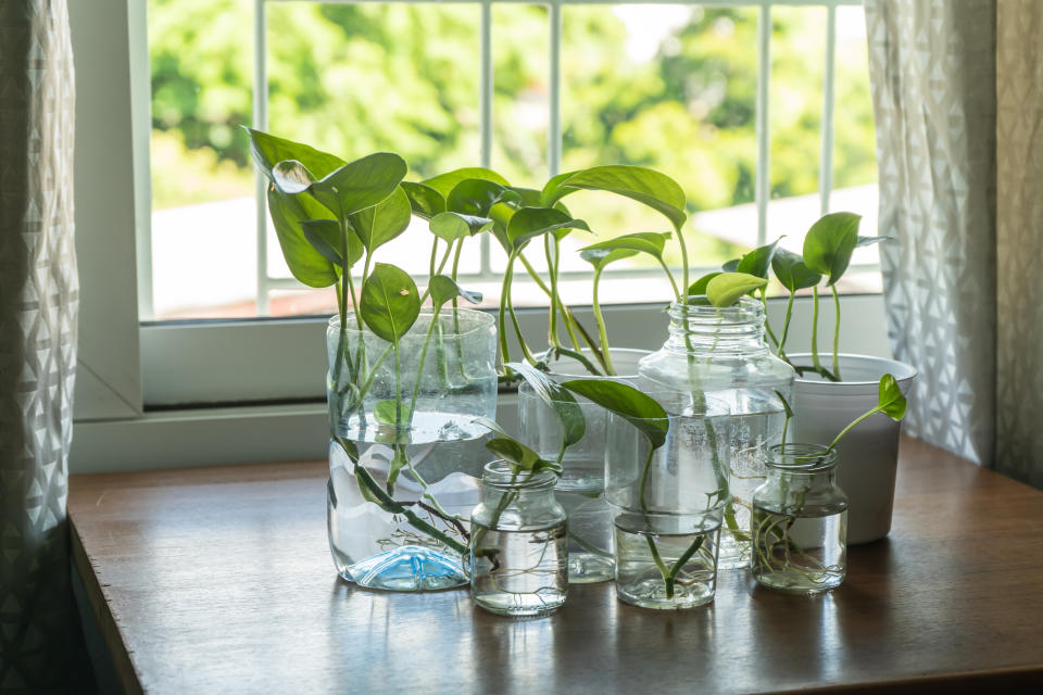 pothos house plant in clear bottles near a window