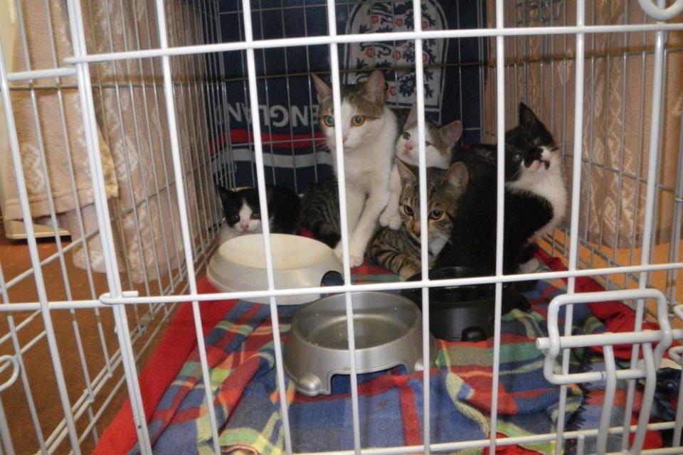 Cats found abandoned in box