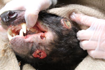 Tasmanian devils are endangered. Pictured, an individual with devil facial tumour disease. Blake Nisbet, Author provided