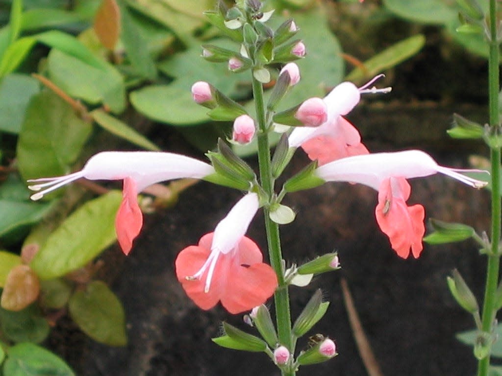 The flowers of tropical sage come in various colors.