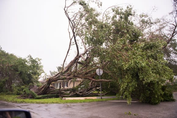 Uprooted tree lying atop house