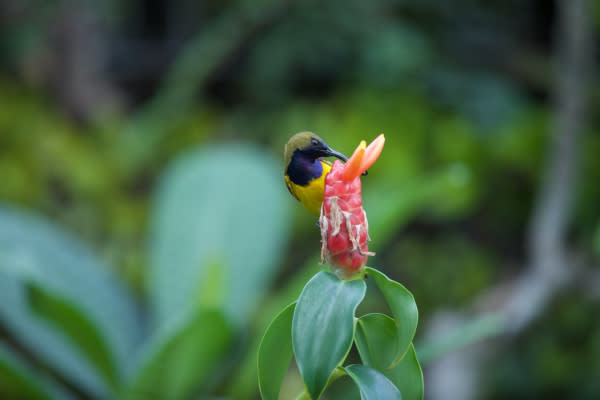 wildlife, balcony garden, home garden, butterfly, bee, ladybug, dragonfly, flowering plants, garden plants, honey bee