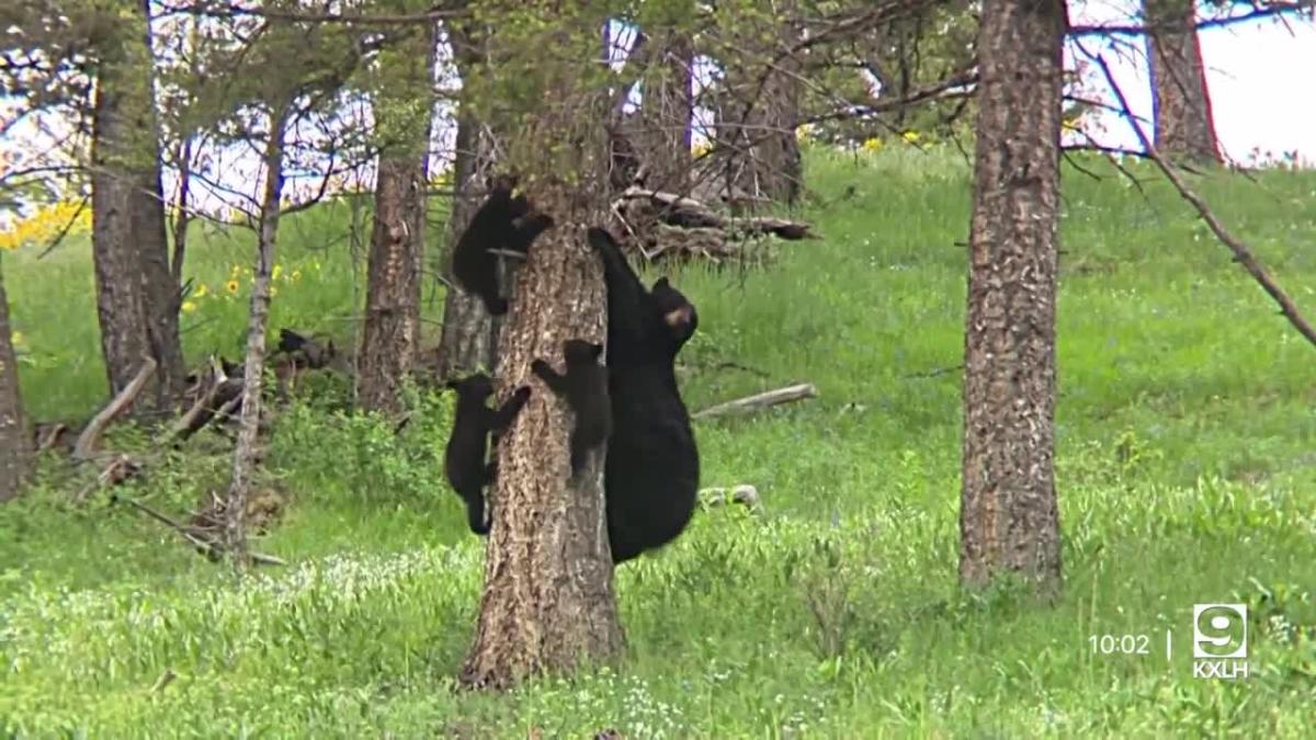 Black Bear Sightings Increase In Helena Video 0069