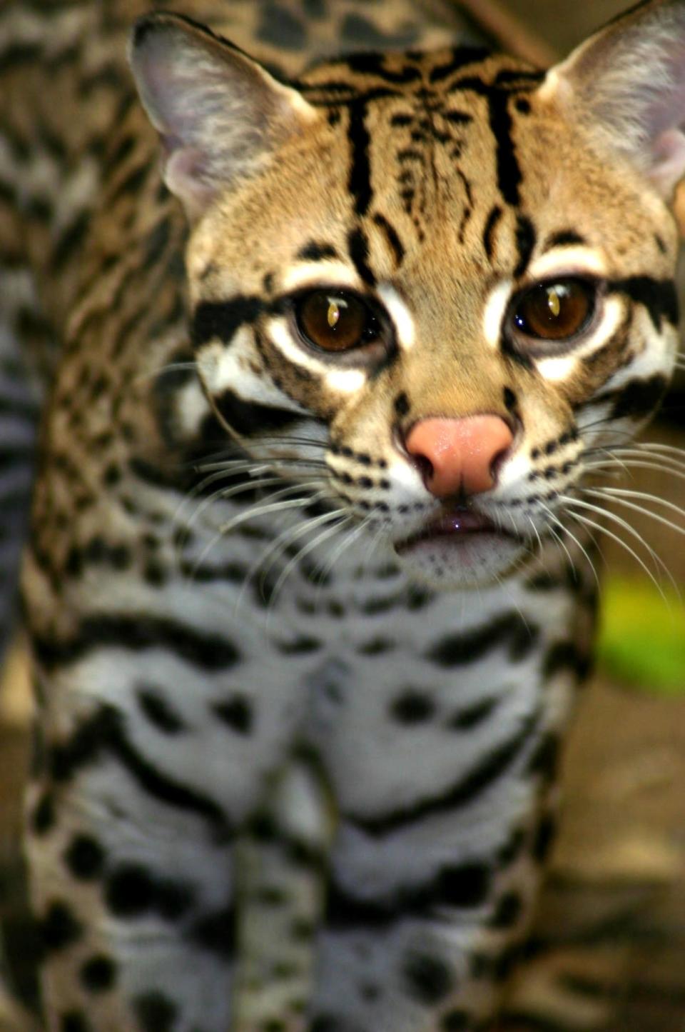 Isidoro, Brazilian ocelot; Platform: Habitat conservation.